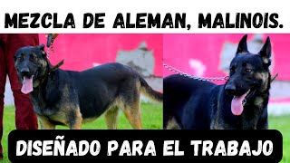 MEZCLA DE PASTOR ALEMAN CON MALINOIScross german shepherd and malinois  PERROGUARDIANTV [upl. by Piane]