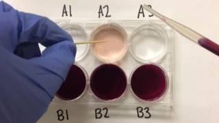 Colorful Oxidation States of Manganese [upl. by Nevetse810]