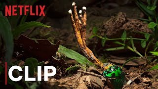 Our Planet  Fungus  Clip  Netflix [upl. by Yert133]