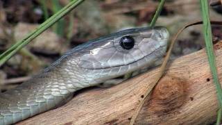 Black Mambas 11  Mamba vs King Cobra [upl. by Annaerdna708]