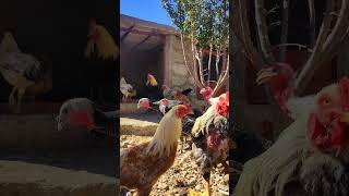 Cozy Cage MatesCute Hens DucksGooseampTurkey Hens shorts viralvideo trending fyp pets birds [upl. by Anavas]