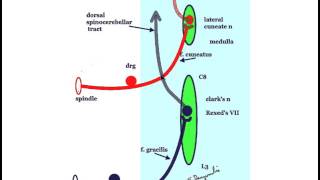 A brief description of the Spinocerebellar Tracts [upl. by Scevor]