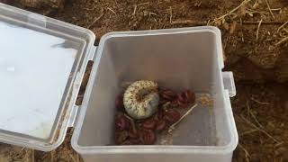 ASRM Clearing Catch find Dung Beetle  Millipedes Worm insects ASRM Super insects Millipedes015 [upl. by Sussi]