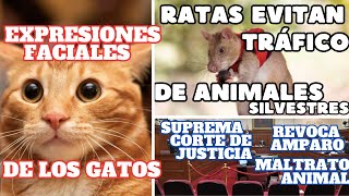 🐀Ratas evitarán al trafico de animales🐱300 expresiones tienen los gatos ⚖️SCJN revoca amparo [upl. by Farah]