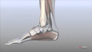 Foot Anatomy Animated Tutorial [upl. by Anon]