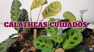 Calathea cuidados planta chuyito jardinero [upl. by Zizaludba]