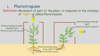 Tropic Movements  Movement in Plants  Phototropism  Geotropism  Hydrotropism  Chemotropism [upl. by Hindu]