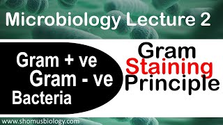 Microbiology lecture 2  Gram positive and Gram negative bacteria Gram staining principle [upl. by Waers]