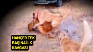 1 YAŞINDAKİ KANGALIM ZİNCİRİ KIRIP KENDİNDEN BÜYÜK KÖPEĞİ YERE VURDU 29 Ağustos 2023 [upl. by Akihsan]