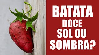 BATATA DOCE GOSTA DE SOL OU SOMBRA [upl. by Garlinda]