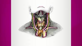 Thyroid Gland Function amp Location [upl. by Azrim490]