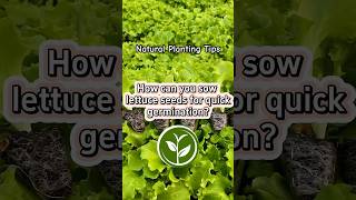 How can you sow lettuce seeds for quick germination plants shortvideo garden youtubeshorts [upl. by Ihcego]