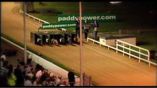 College Causeway  Route to Irish Greyhound Derby victory [upl. by Zorina]