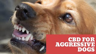 CBD For Aggressive Dogs [upl. by Kalli]