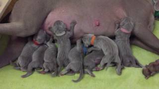 Grey Marvel weimaraner  puppies milk bar [upl. by Ntsyrk]