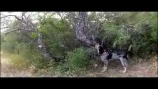 Codys last hunt training bluetick hound on bobcat in Tx Brush country [upl. by Yekcir31]