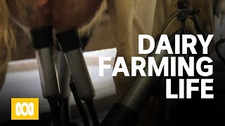 A day in the life of a dairy farmer [upl. by Eltsryk]