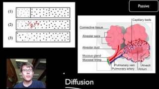 Transport Across Cell Membranes [upl. by Saudra]