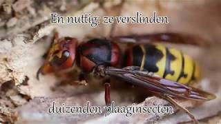 1 minuut natuur Europese hoornaar koningin  European hornet queen [upl. by Delacourt]