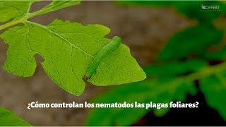 ¿Cómo controlan los nematodos las plagas foliares [upl. by Llerrot]