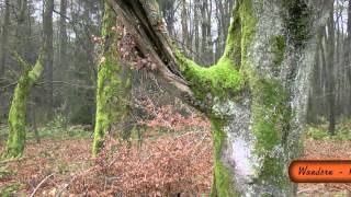 Im LAND der STILLE  Ein Hauch von URWALD im Ferienland WESTERWALD  November 2013 [upl. by Carolina]