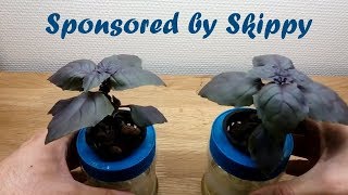 Hydroponic Purple Basil 1 Month Test [upl. by Anem200]