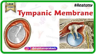 Tympanic Membrane Anatomy  Head and neck Anatomy medical animations  USMLE Step 1 [upl. by Picco459]