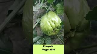 Amazing Chayote Vegetable Shorts [upl. by Edualcnaej]