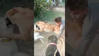 Dog fight  german shepherd and rottweiler fight 😤• Dog attacked shorts short [upl. by Alehtse170]