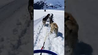 Alaska Cruise Juneau Coastal Helicopter Glacier and Dogsled Tour alaska celebritysummit [upl. by Nelan]