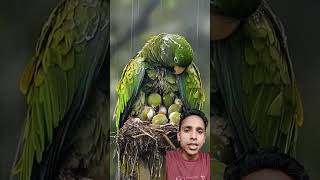 Mam parotitis rescue our babies birds parrot babyrain animals nature sleepingbaby [upl. by Oakie761]