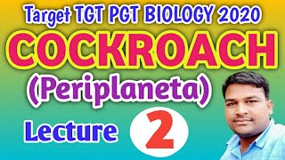 Periplaneta americana cockroach UPTGTPGTGIC LECTURERNEET BIOLOGY By Baburam Sir [upl. by Aehsila]