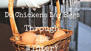 Do Chickens Lay Eggs in the Winter [upl. by Gustav686]