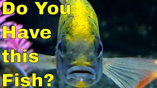 African Cichlids 1 Hap You Must Have [upl. by Harwill]