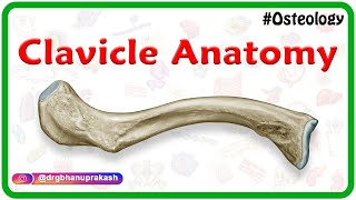 Clavicle Anatomy Animation  General features Osteology Attachments Development clinical anatomy [upl. by Arammat]