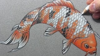 Drawing Time Lapse quotKoiquot Fish Carp [upl. by Magavern]