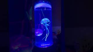 My jellyfish tank [upl. by Ainit]