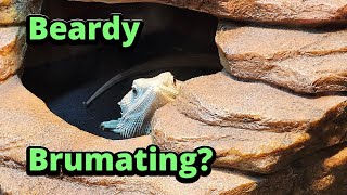 Bearded Dragon Brumation Get ready [upl. by Nutsud]