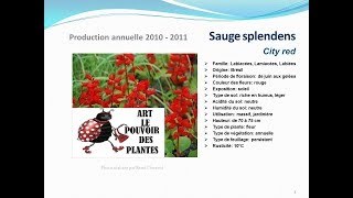 Sauge splendens City red plante annuelle [upl. by Anrak]