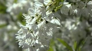 Deutzia gracilis 2 [upl. by Lossa]