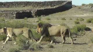 Karoo National Park Lions  Nov 2012 [upl. by Rather]