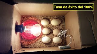 Incubadora de pollos  Cómo hacer una incubadora de huevos para obtener un resultado del 100 [upl. by Aisauqal272]