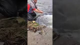 Fishing  Crazy Fish Catch  amazing best Fisherman trap  fishing shortvideo shorts [upl. by Neve540]