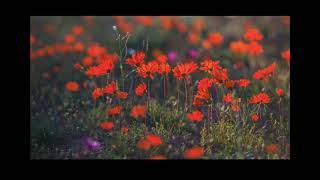 Namaqualand Northern Cape South Africa spring flower extravaganza [upl. by Ramin]