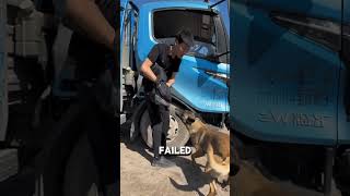 The Puppy Stuck in tire of the truck shorts [upl. by Ellinnet]