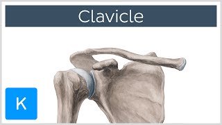 Clavicle Bone  Location Definition amp Function  Human Anatomy  Kenhub [upl. by Grimonia]