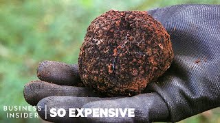 Why Real Truffles Are So Expensive  So Expensive [upl. by Wagstaff]