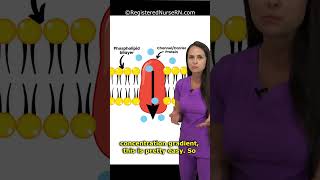 Simple vs Facilitated Diffusion Explained  Fluid amp Electrolytes shorts nursing [upl. by Neffets497]