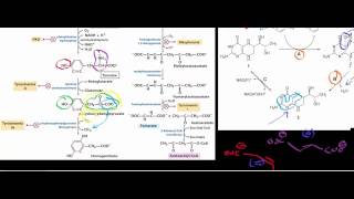 Hyperglycemic Crises DKA and HHS  Part 1 of 2 [upl. by Gilmore613]