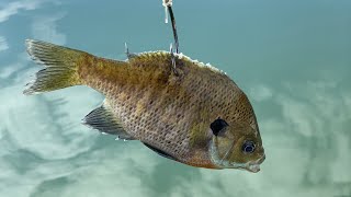 Goodbye Bluegill [upl. by Arno]